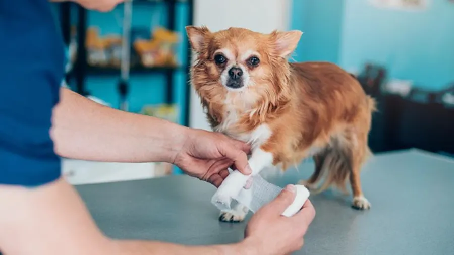 Pre-Travel Pet Care
