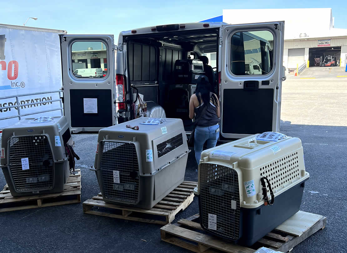 Domestic Pet Transport
