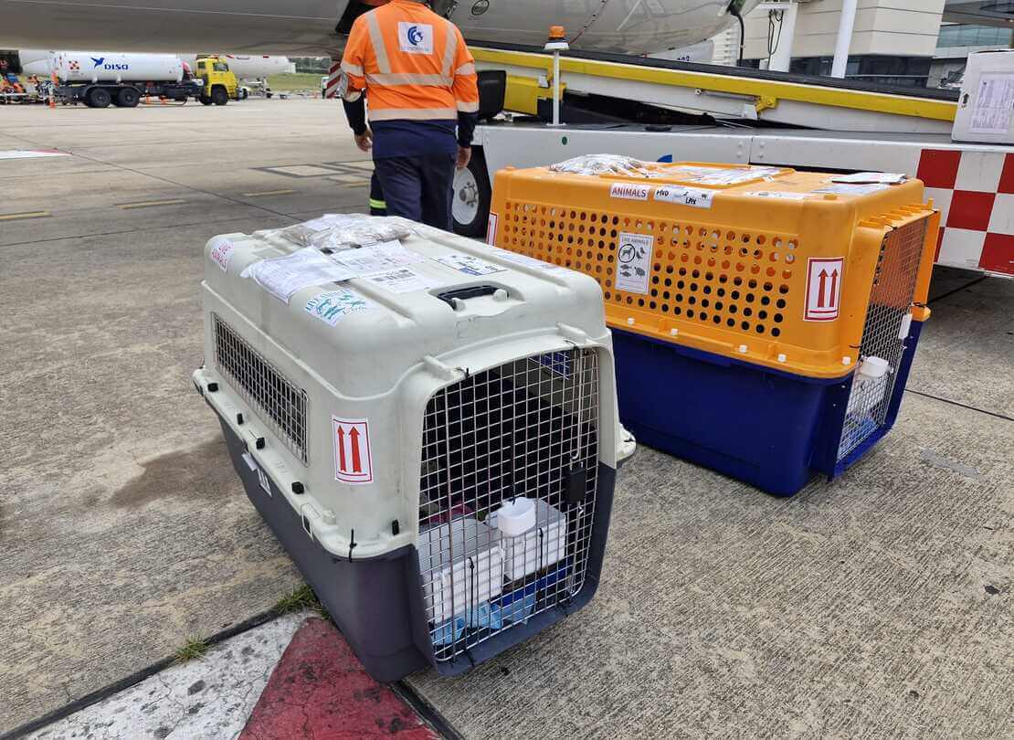 International Pet Transport